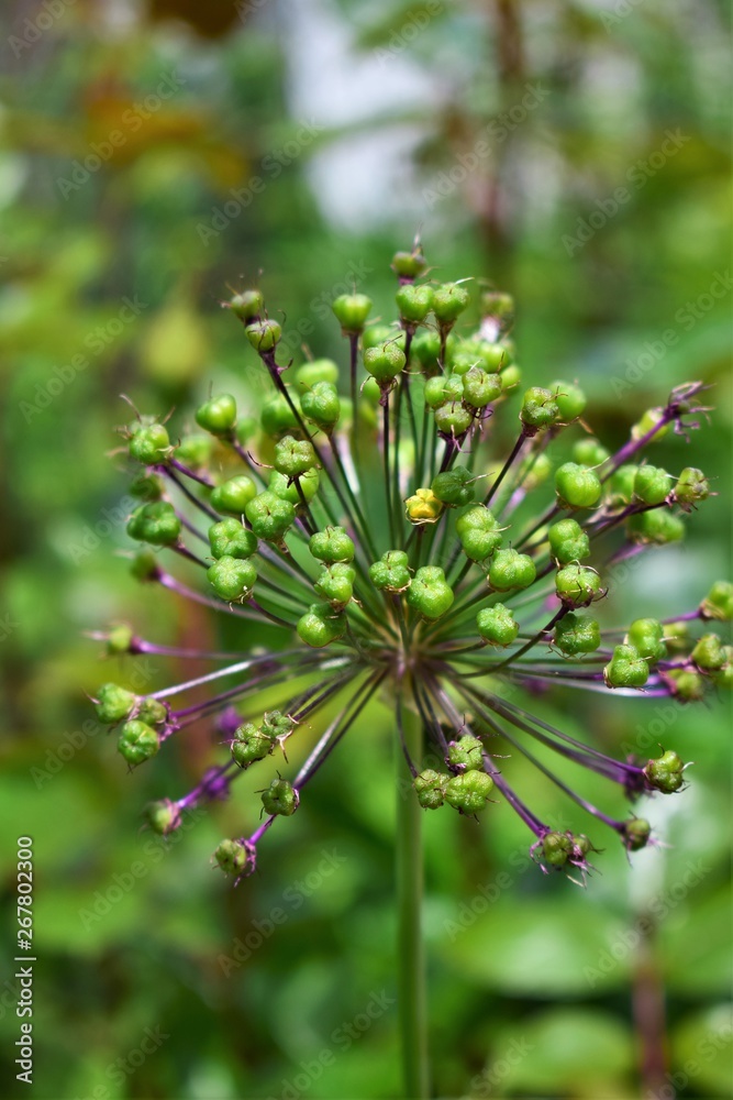 closeup of flower