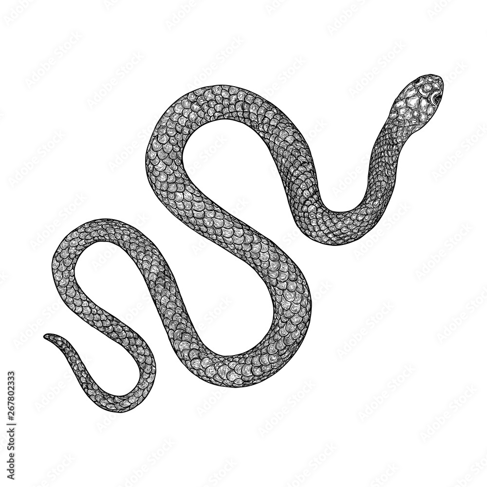 Snake drawing illustration. Black serpent isolated on a white ...