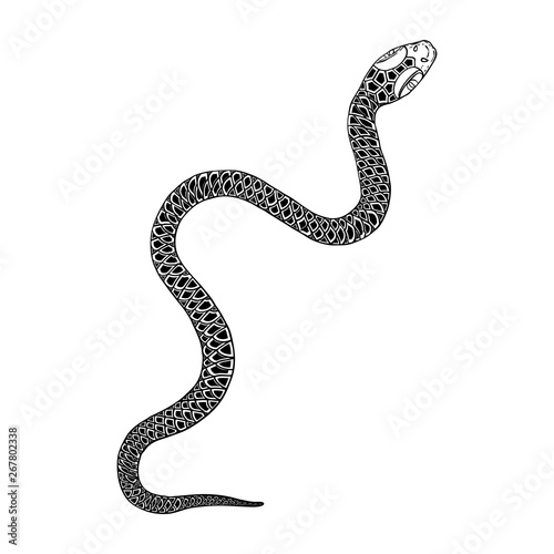 Snake drawing illustration. Black serpent isolated on a white background tattoo design. Venomous reptile, drawn witchcraft, voodoo magic attribute for Halloween.  Vector.