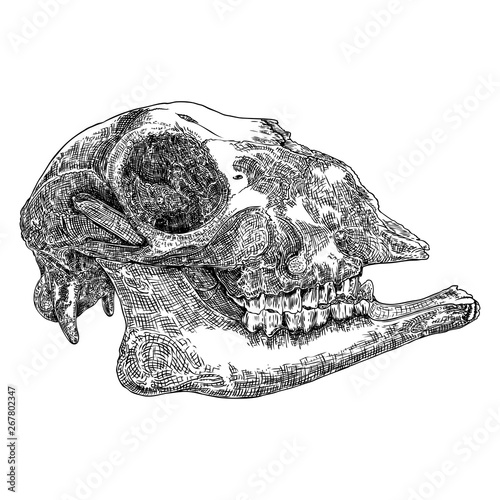 Goat or sheep farm animal skull. Dead animal engraving hand drawing head skull . Sketch Boho style tattoo. Vector.
