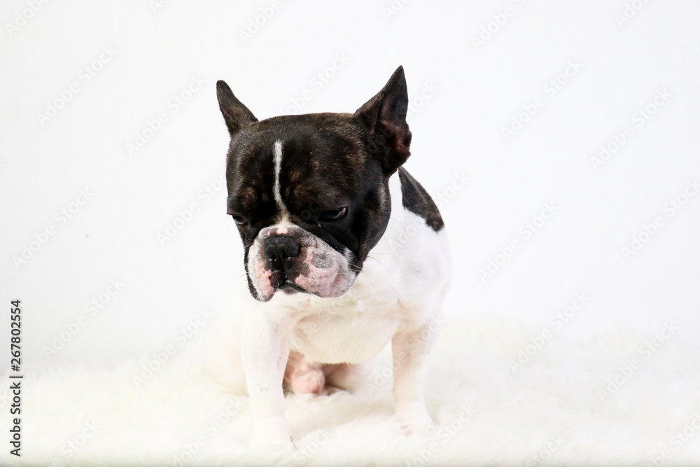 Bouledogue français, animal de compagnie, chien Bouledogue français, animal de compagnie, chien