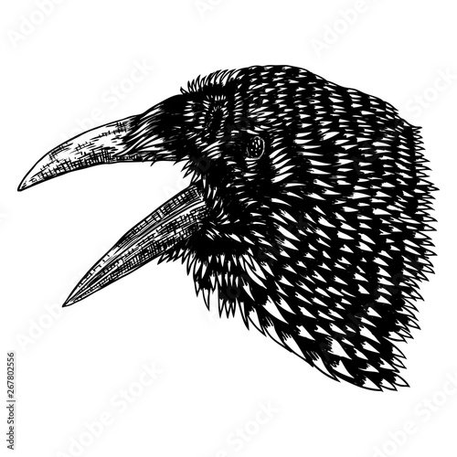Crow isolated on white. Hand drawn art sketch. Black Raven head. Bird on white background. Witchcraft magic, occult attribute decorative element. Vector.
