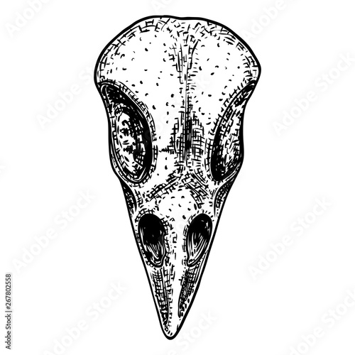 Crow skull. Hand drawn bird skull, line art sketch of raven animal head. Drawing by hand Boho style. Witchcraft, voodoo magic attribute for Halloween. Vector.
