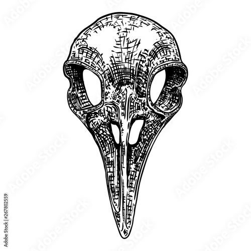 Crow skull. Hand drawn bird skull, line art sketch of raven animal head. Drawing by hand Boho style. Witchcraft, voodoo magic attribute for Halloween. Vector.