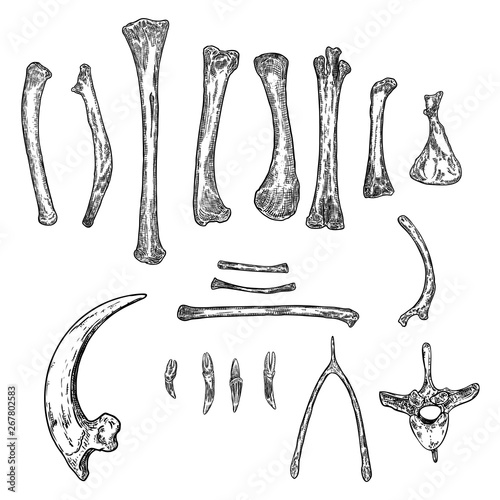 Set of bird skeleton bones for magic cult , wishbone, arm, wing, limb, leg, spine ring, rib, claw or nail. Hand drawing. Witch magic design elements set. Sketch warlock magician collection. Vector.