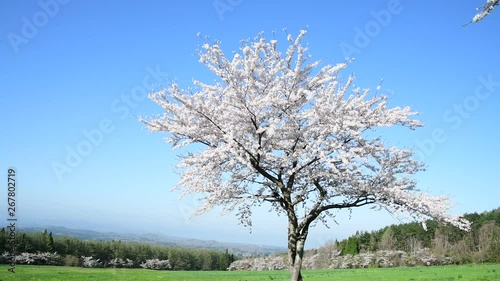 cherry blosssoms and blue sky in Japan photo