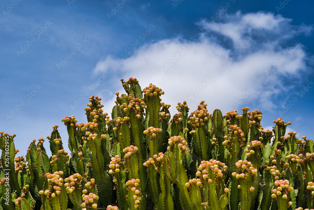 LANZAROTE, CANARY ISLANDS, SPAIN - APRIL 15, 2019: Themed Rancho Texas Park on Lanzarote Island. Growing cacti on blue sky background