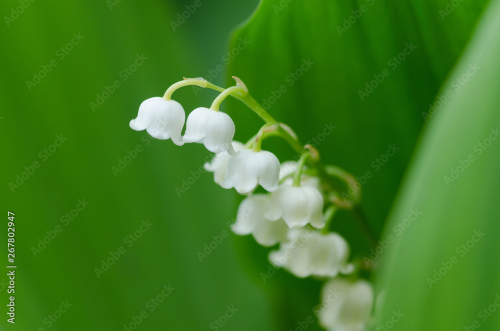 すずらんの花 Stock 写真 Adobe Stock