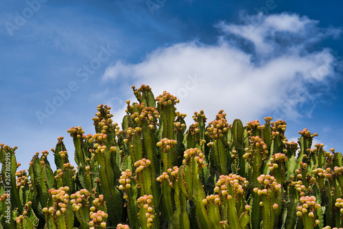 Obraz na płótnie LANZAROTE, CANARY ISLANDS, SPAIN - APRIL 15, 2019: Themed Rancho Texas Park on Lanzarote Island. Growing cacti on blue sky background w salonie