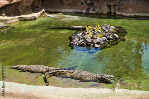 LANZAROTE, CANARY ISLANDS, SPAIN - APRIL 15, 2019: Crocodiles in the pond. Themed Rancho Texas Park on Lanzarote Island. photo