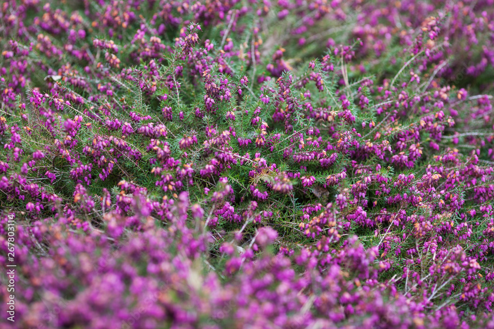 Flowering Erica gracilis or heather ornamental plant. Calluna vulgaris Flowers banner. Idyllic moorland pattern with beautiful blooming calluna flowers for website background or greeting card