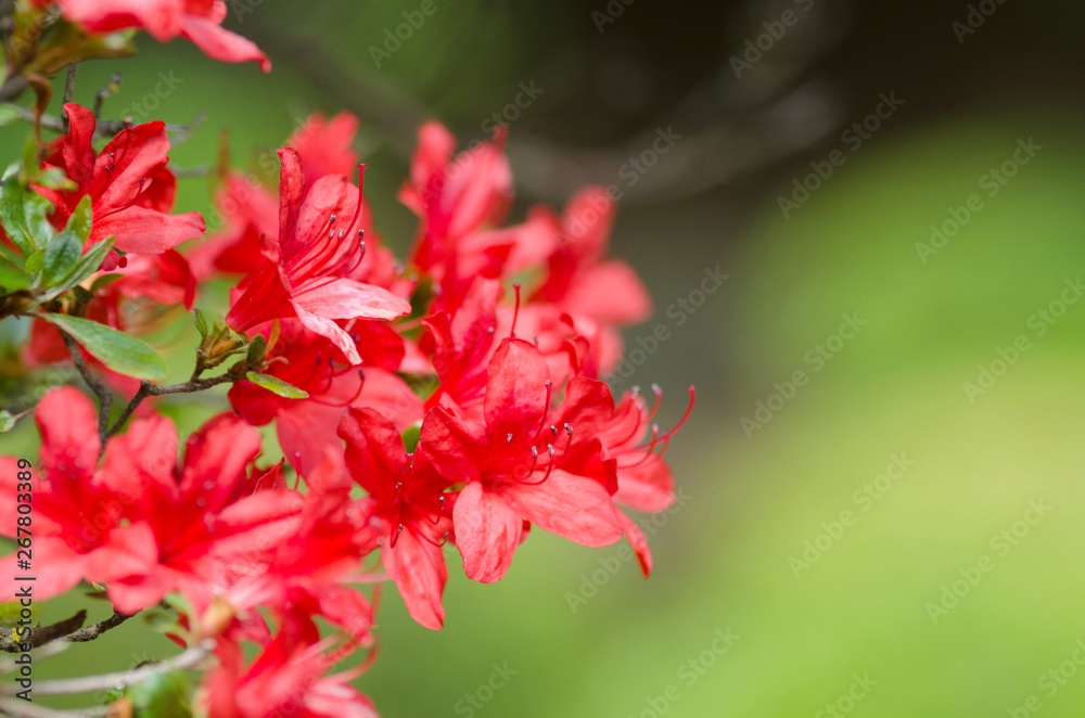 真っ赤なツツジの花 真っ赤なツツジの花