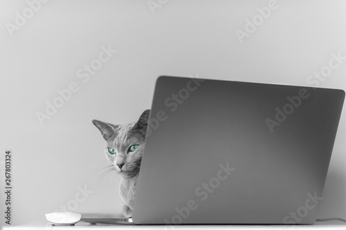 Beautiful russian blue cat with funny emotional muzzle lying on keayboard of notebook and relaxing in home interior on gray background. Breeding adorable gray kitten with blue eyes resting on laptop. photo