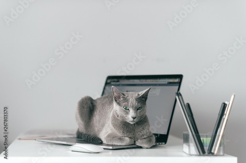 Beautiful russian blue cat with funny emotional muzzle lying on keayboard of notebook and relaxing in home interior on gray background. Breeding adorable gray kitten with blue eyes resting on laptop. photo