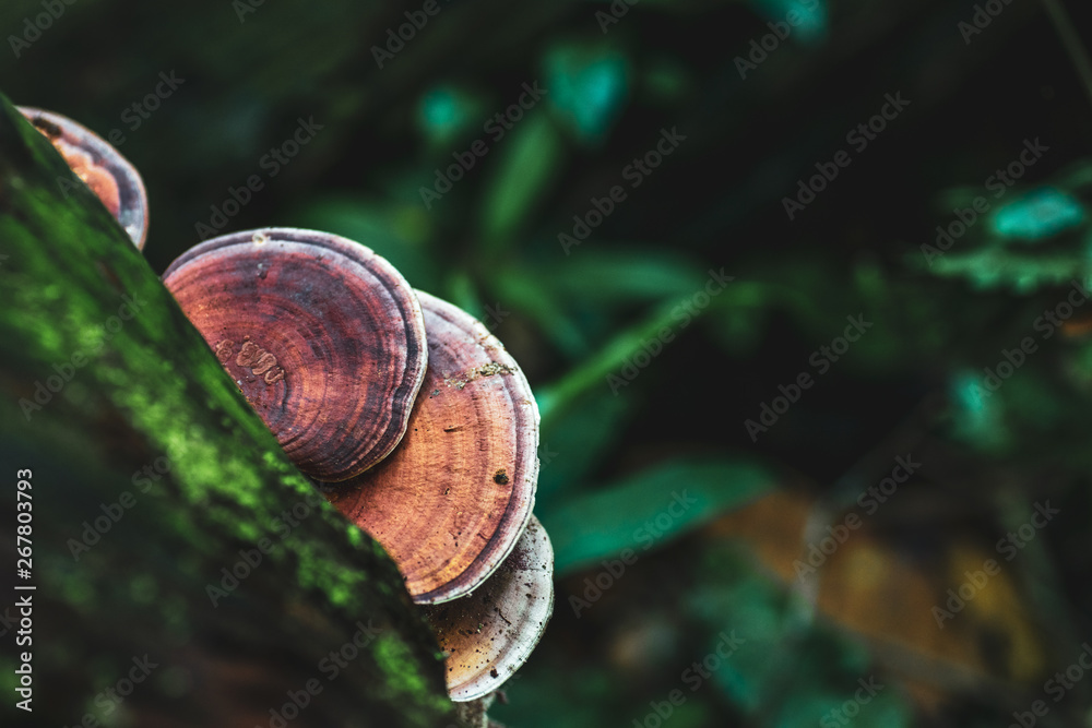 Brown wild mushroom on a tree in the tropical forest at khao yai national park Thailand Brown wild mushroom on a tree in the tropical forest at khao yai national park Thailand