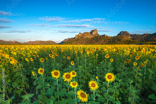 The beauty of the sunflower field in the morning of very nice day at Wat Khao Chin Lae, Lopburi province, Thailand.