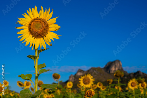 The beauty of the sunflower field in the morning of very nice day at Wat Khao Chin Lae, Lopburi province, Thailand.