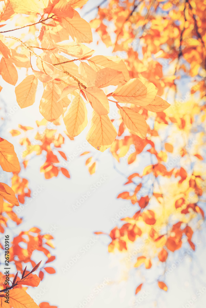 fall maple leaves fall maple leaves