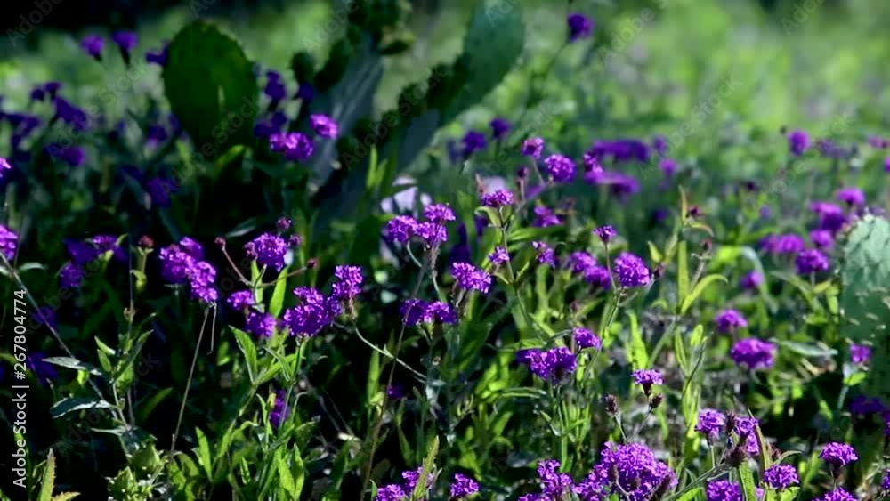 Beautiful Purple Verbena growing wild along the roads and highways of Texas. Beautiful Purple Verbena growing wild along the roads and highways of Texas.