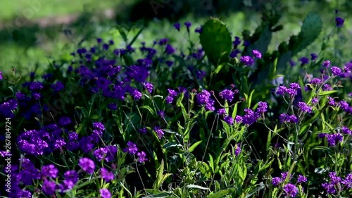 Texas Wildflowers are also some of the most sought after at your local plant nursery, but in Texas they bloom annually. Segment 1of 2 in Slow Motion photo