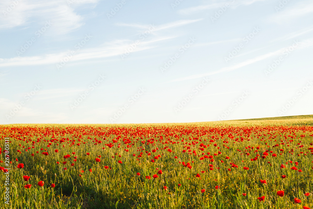 Springtime landscape with wild red poppy flowers