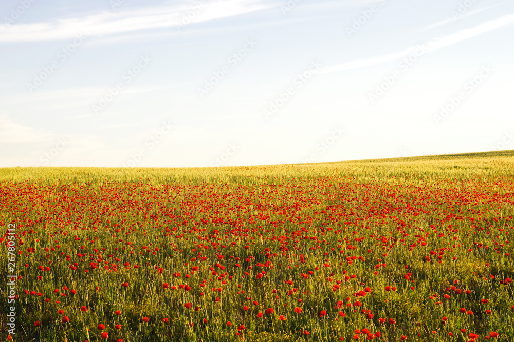 REd wild poppies in the springtime countryside