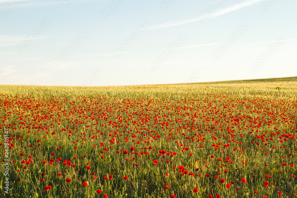 Springtime landscape with red wild poppy flowers