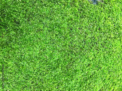Green mos background, Moss on cement floor