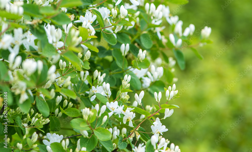 Flowering branches of a bush on nature. Summer overnight landscape. Summer flowers, beautiful garden. Summer image. Flowering branches of a bush on nature. Summer overnight landscape. Summer flowers, beautiful garden. Summer image.