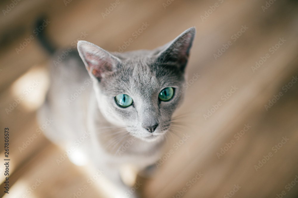 Adorable russian blue cat with funny emotional muzzle and big blue eyes lifestyle portrait in home interior. Gray little playful breeding kitten waiting to play. Lovely active female kitty relaxing. Adorable russian blue cat with funny emotional muzzle and big blue eyes lifestyle portrait in home interior. Gray little playful breeding kitten waiting to play. Lovely active female kitty relaxing.