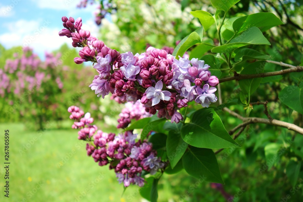 Blooming lilac flower - selective focus Blooming lilac flower - selective focus