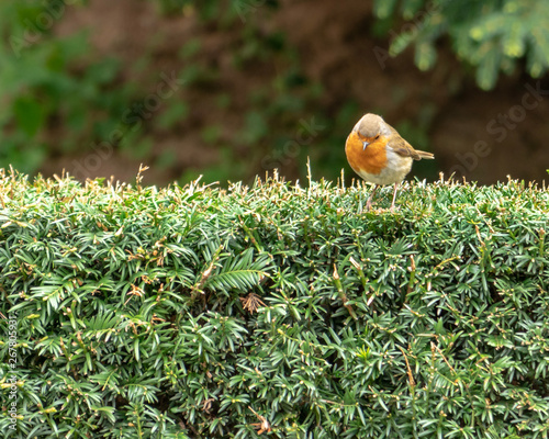 An European Robin, Erithacus rubecula, looking down from the top of a green hedge. Robin redbreast is a cute insectivorous passerine bird  photo