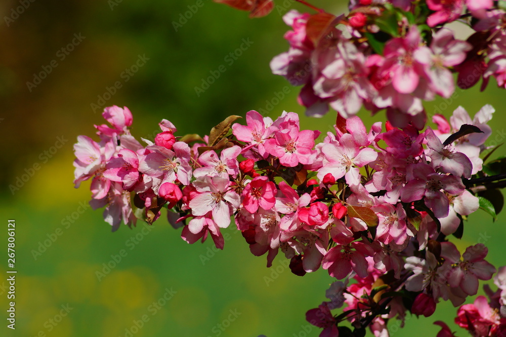 Flowering tree over nature background . Spring tree . Spring Background Flowering tree over nature background . Spring tree . Spring Background