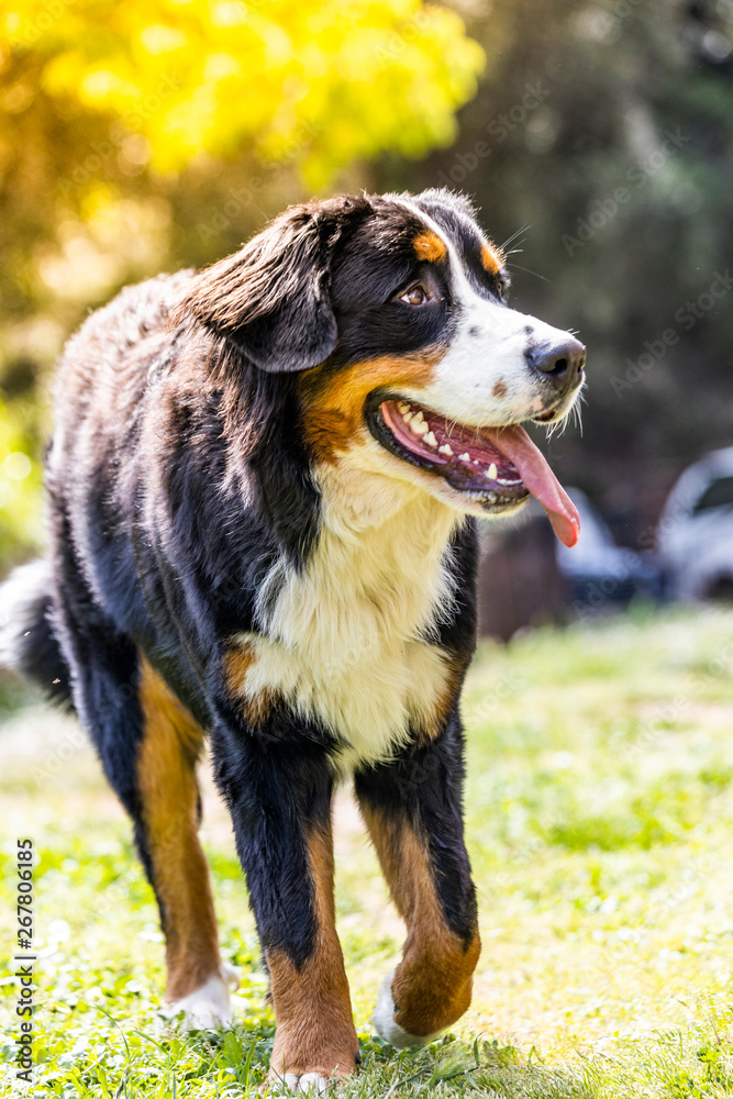Portrait of a Bernese mountain dog outdoors. Mountain dog.