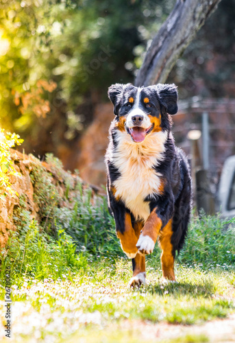 Photography Bernese mountain dog running on a field