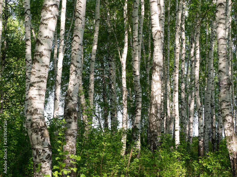 Birch grove forest in summer. White birch trunks. Birch grove forest in summer. White birch trunks.