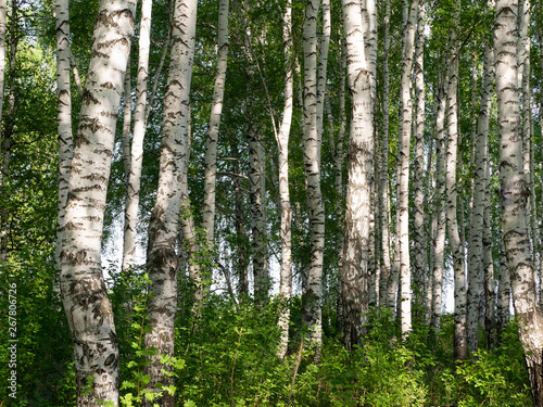 Birch grove forest in summer. White birch trunks.