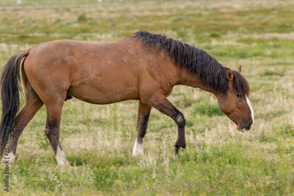 Wild Horse Stallion in Spring in Utah Wild Horse Stallion in Spring in Utah