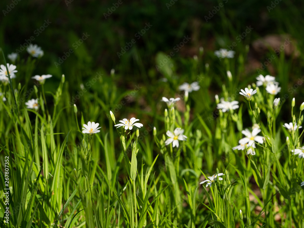White flowers on a green background. Blooming stars. White flowers on a green background. Blooming stars.