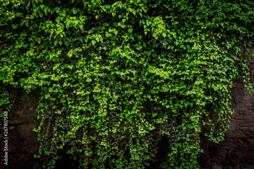 Fototapeta Naklejka Na Ścianę i Meble -  Archival old brick wall covered with lush green ivy plants (high details).