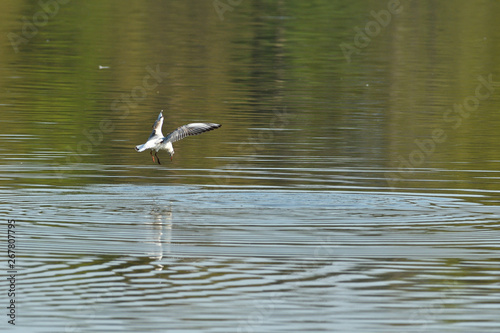 seagull flies over the surface of the water and catches fish