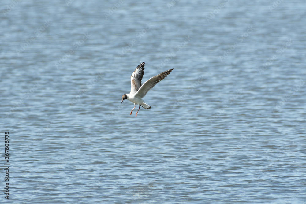 seagull flies over the surface of the water and catches fish