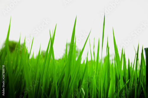 Close-up green grass