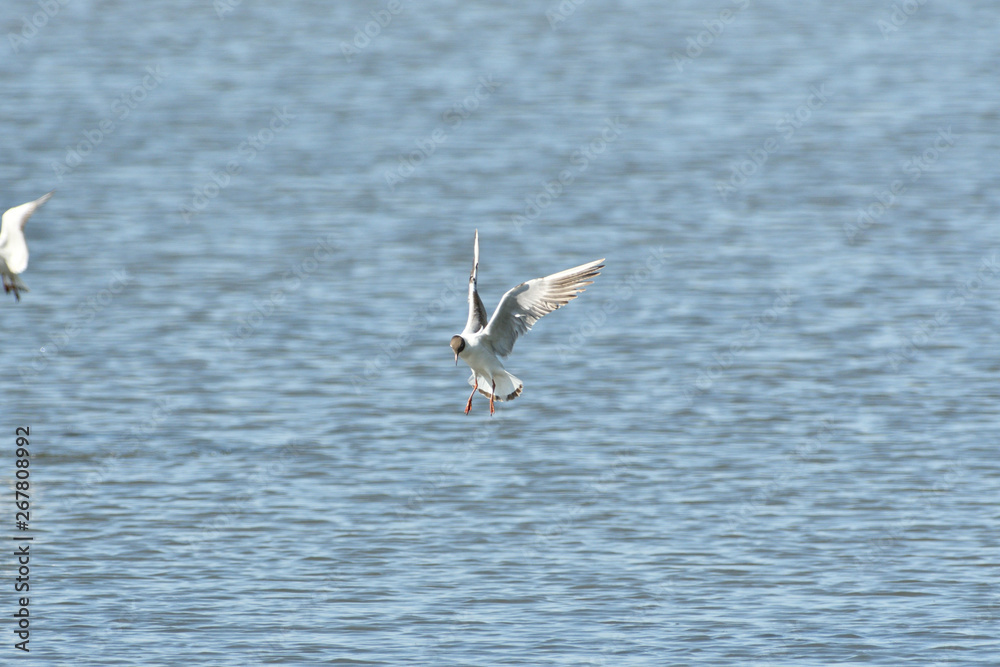 seagull flies over the surface of the water and catches fish