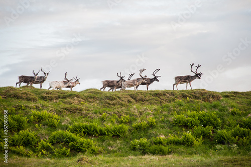 trip to nordkapp reindeers on a hillside photo