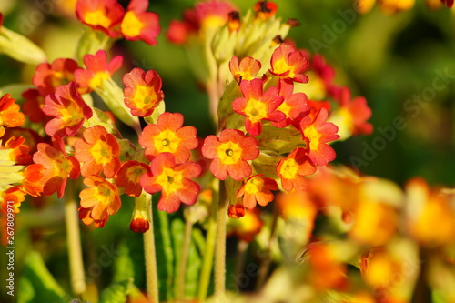 Primula veris , cowslip flower - flowers useful as background - springtime detail © skorpionik00