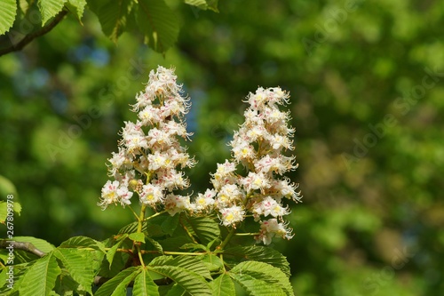blooming chestnut ( Aesculus hippocastanum) - ( white chestnuts bloom)