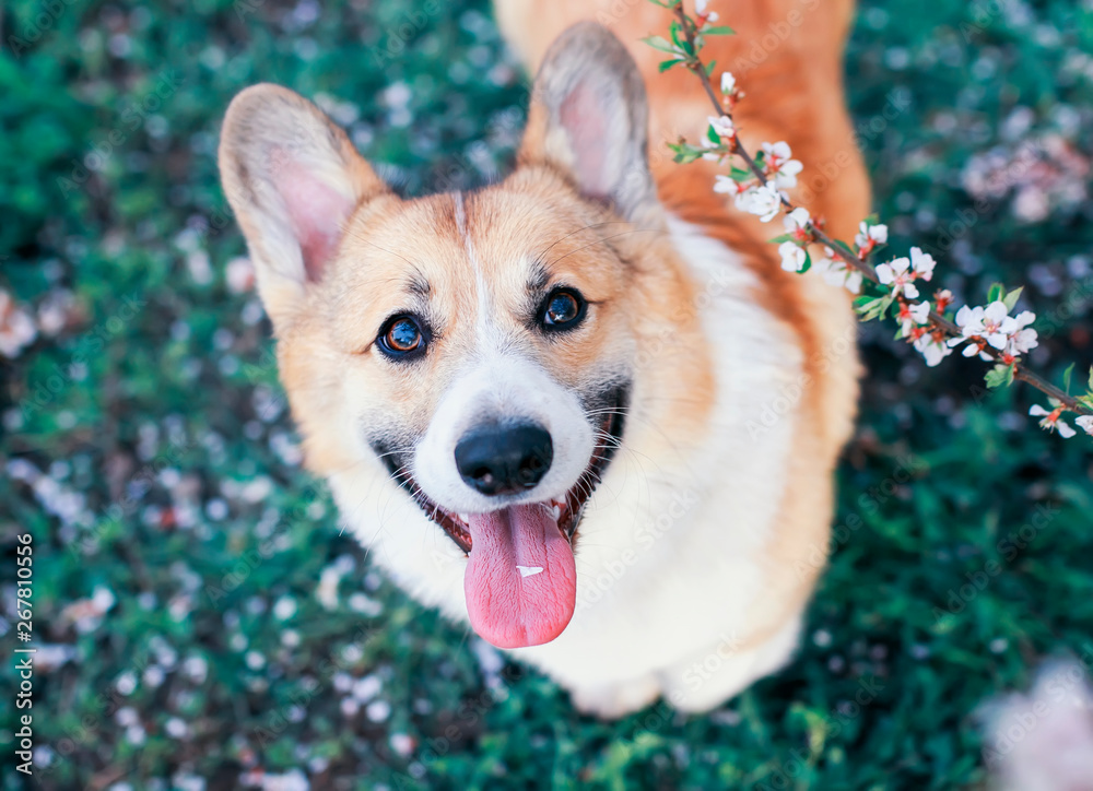 portrait of cute puppy red dog Corgi funny stuck out pink tongue and looks up at the natural background of cherry blossoms in spring Sunny may garden portrait of cute puppy red dog Corgi funny stuck out pink tongue and looks up at the natural background of cherry blossoms in spring Sunny may garden