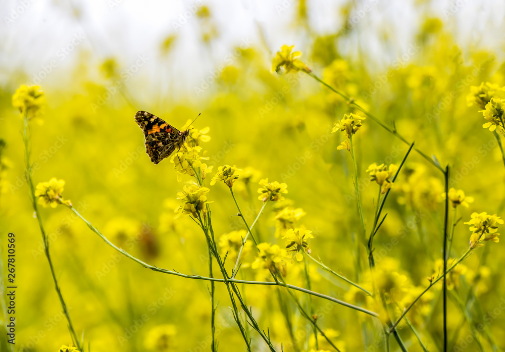 Bright orange Painted Lady Butterfly in field of yellow wildflowers Bright orange Painted Lady Butterfly in field of yellow wildflowers