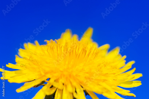 natural background with bright yellow spring sunny flower dandelion closeup honey-covered pollen grows in a spring clear sunny day against a blue sky